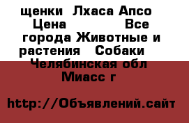 щенки  Лхаса Апсо › Цена ­ 20 000 - Все города Животные и растения » Собаки   . Челябинская обл.,Миасс г.